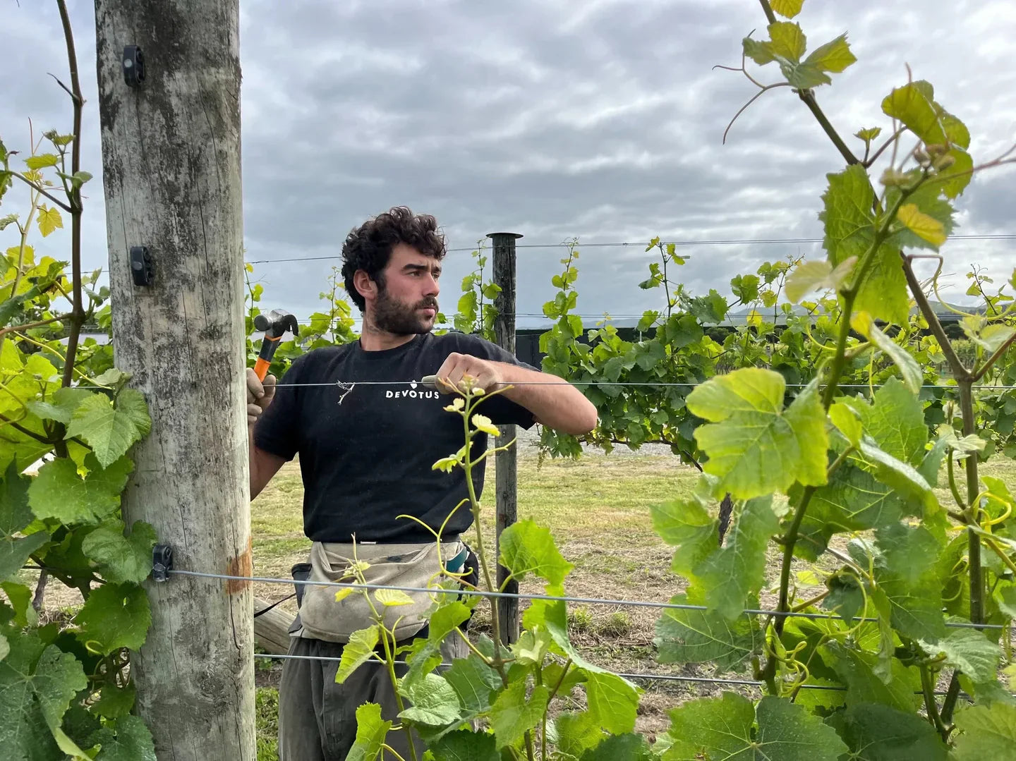 Devotus Pinot Noir