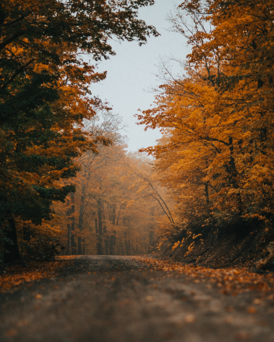 Autumn Mixed Case